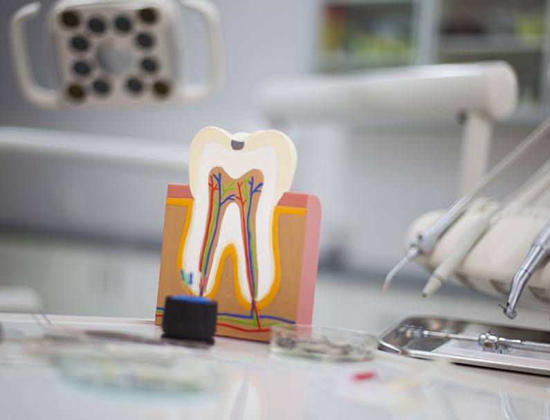 wooden tooth with colorful roots